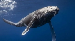 Яка ссавця найбільша?